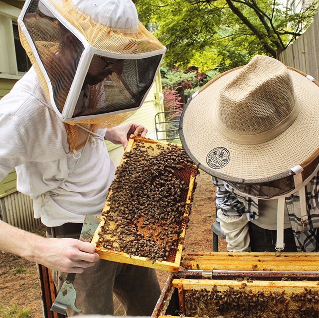 Beekeeper Mentorship (2 season package) – Bare Honey