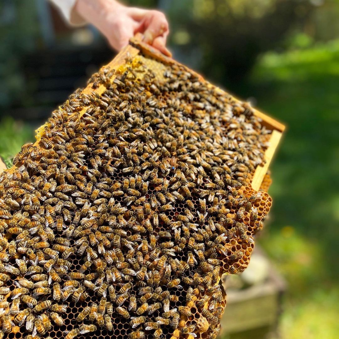 Honeybees on a frame, queen bee visible in the center of frame.