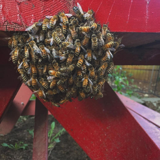 A small swarm of honeybees is clustered to the bottom of a red picnic table. 