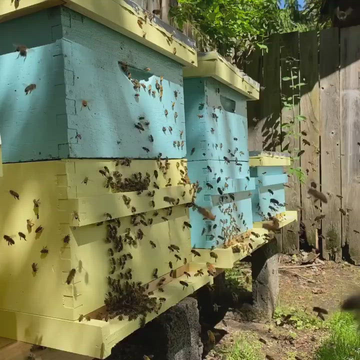 A video of three backyard beehives with lots of honey many bees bringing nectar, pollen and propolis back to the hive to rear brood and produce honey. The hive boxes are blue and yellow. the two closest hvies are two deep boxes high. The last hive is one deep box high.