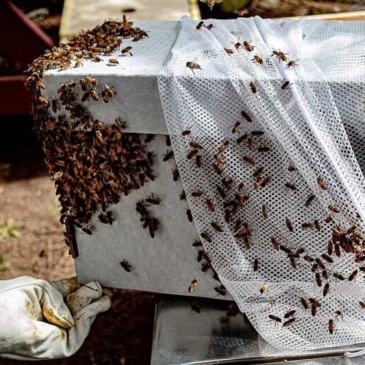 A cardboard nucleus hive box with the side and top covered in honey bees. The nucleus box is white and grey. The back two thirds of the hive box are sitting in a white mesh laundry bag that also has some bees on the side and top of it.  In the bottom left corner of the picture is a hand in a beekeeping glove covered in wax and propolis. The hand is holding up the bottom left corner of the hive box. In the background an inner cover can be seen. The nucleus colony is sitting on top of a metal outer cover.